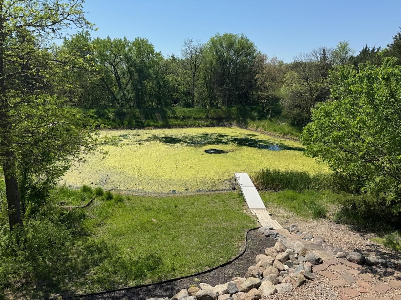 Vibrant green pond surrounded by trees, with a wooden path leading to the water.
