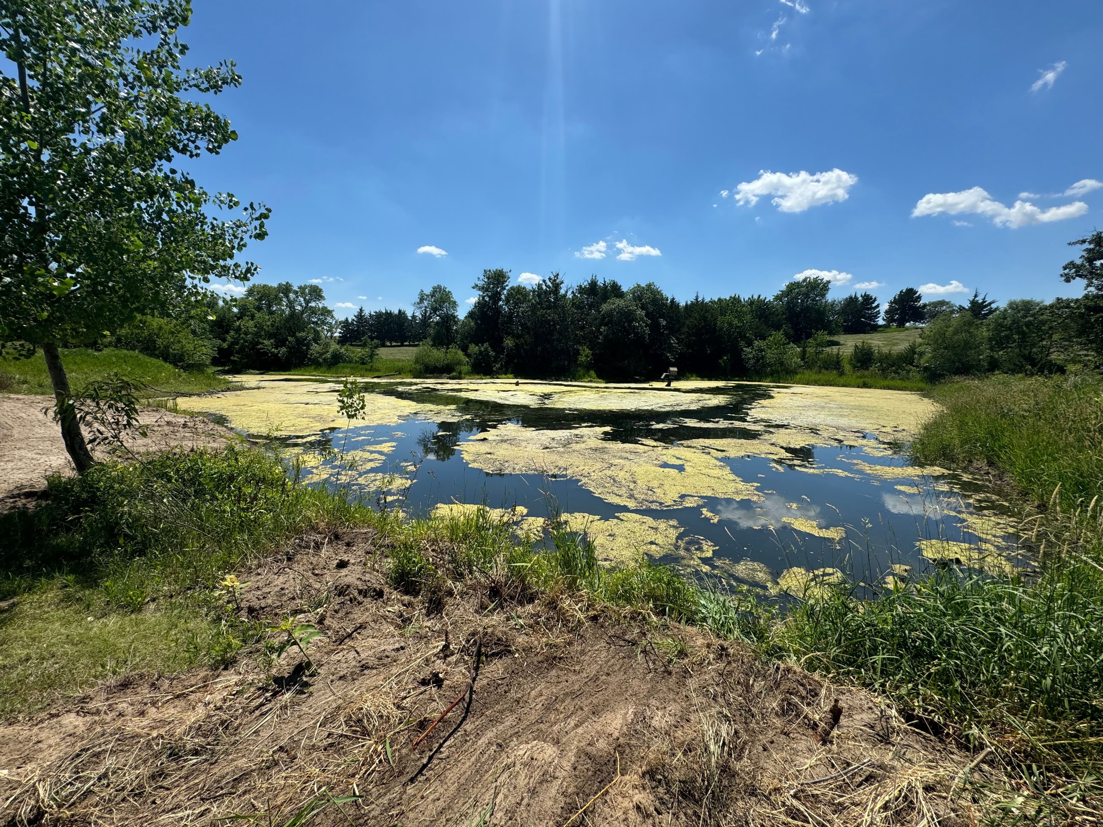 Serene pond with green algae under a sunny sky, surrounded by lush trees and grass.