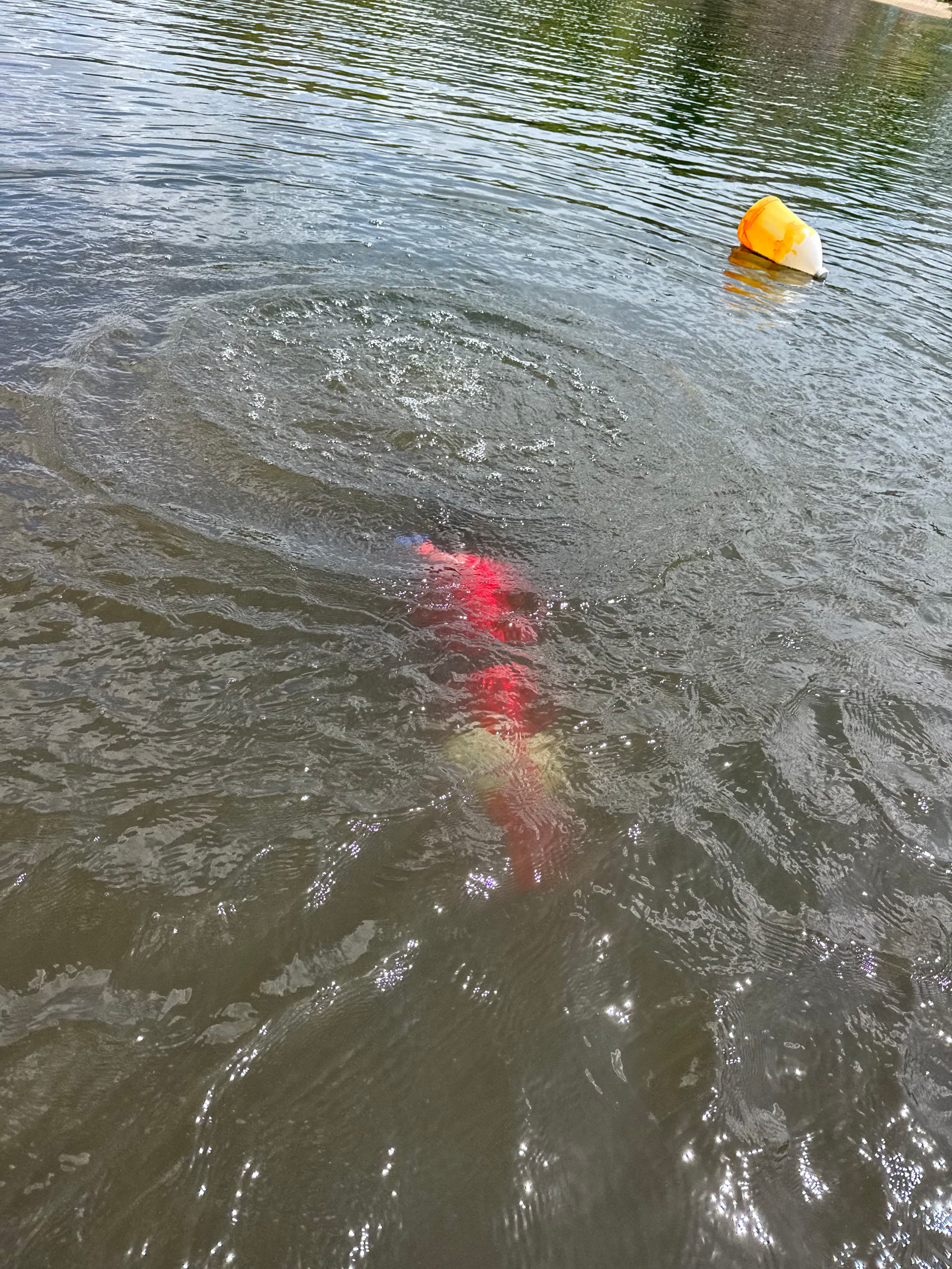 Project Submerged Log Removal and Underwater Cleanup Near Waterloo image