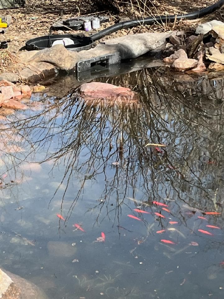 Gallery photos for Spring Pond Refresh in Lincoln: Image #2