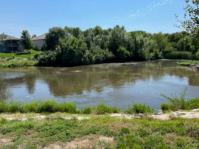 Duckweed Removal for Crystal Clear Pond image