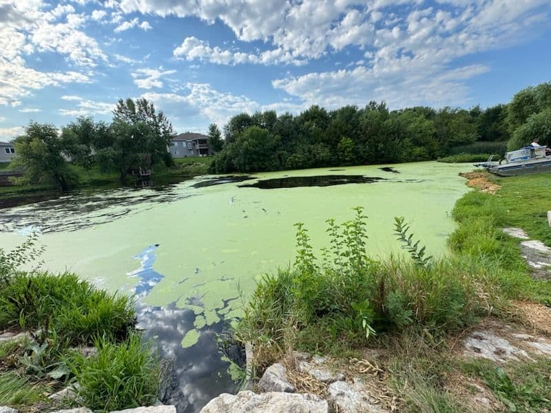 Gallery photos for Duckweed Removal for Crystal Clear Pond: Image #2