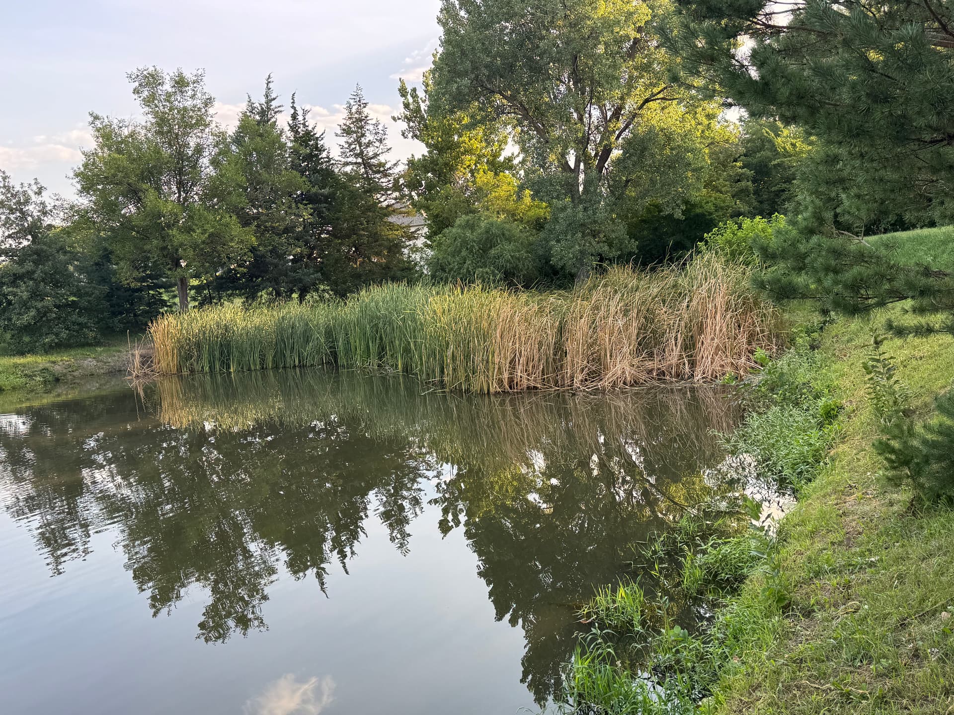 Cattail Removal and Pond Cleanup in Lincoln Nebraska image