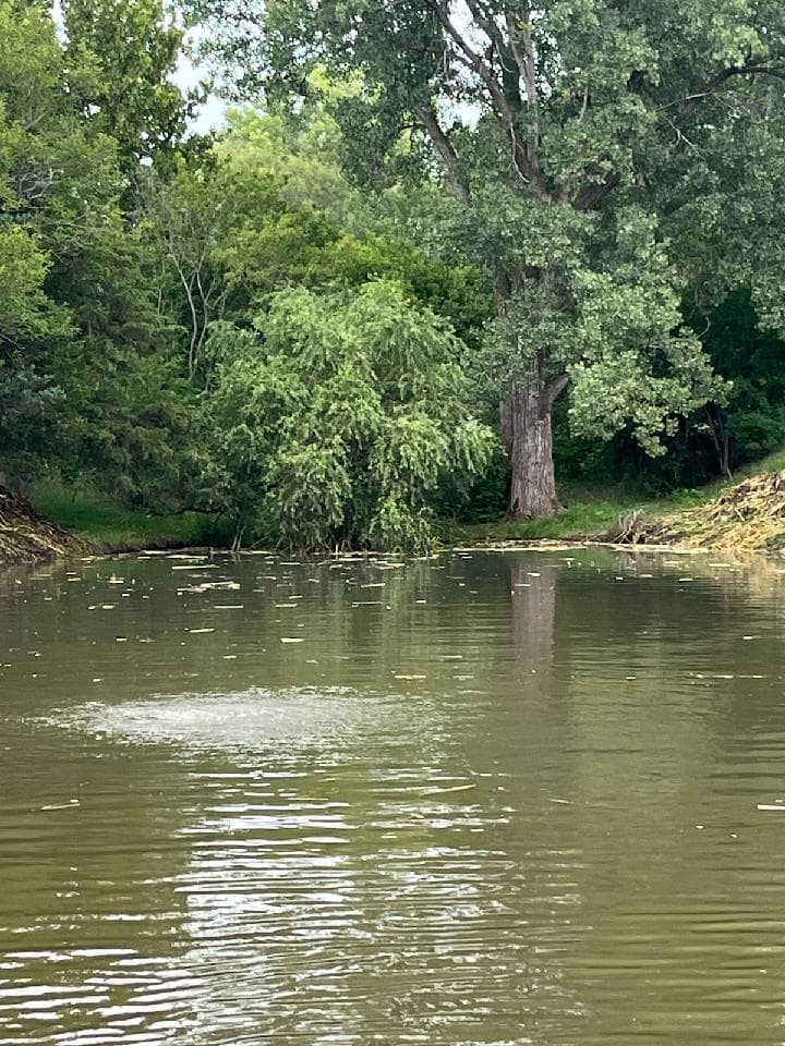 Gallery photos for Cattail Removal and Pond Cleanup in Lincoln Nebraska: Image #1