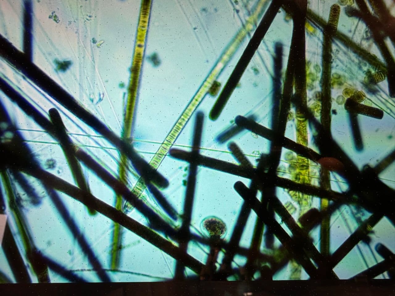 Unveiling the Hidden Wonders in Your Pond image